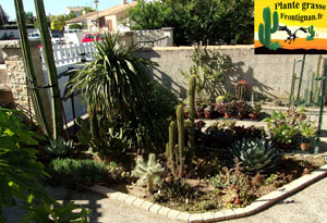 jardin mediterraneen avec plantes grasses