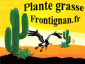 Plante grasse Frontignan