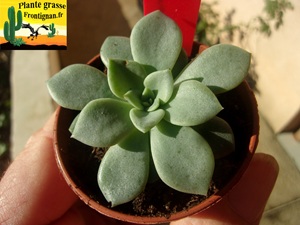 Echeveria Caamanoi x oteroi