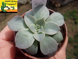 Echeveria Cour des Miracles x gibbiflora