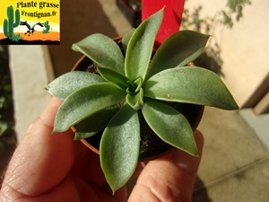 Echeveria San Luis Potosi x trianthina