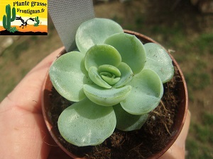 Echeveria Tresor x Graptopetalum filiferum