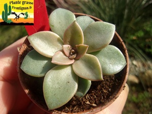 Echeveria bifida Xichu x trianthina