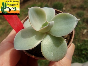 Echeveria bifida x Desir