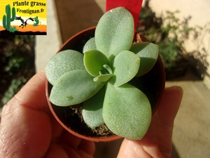 Echeveria carnicolor x perezcalixii