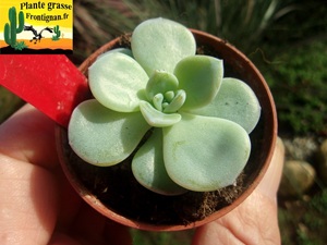 Echeveria chihuahuaensis x laui