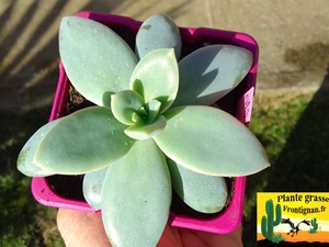 Echeveria diffractens x Pachyphytum cuicatecanum