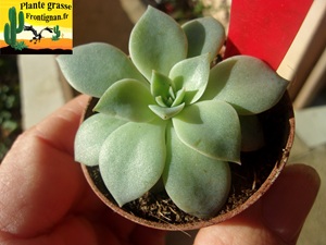 Echeveria diffractens x chihuahuaensis