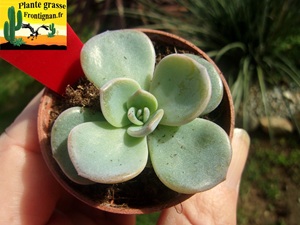 Echeveria laui x lilacina Crispate Beauty