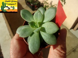 Echeveria skineri x Caamanoi