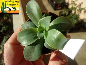 Echeveria subrigida x trianthina