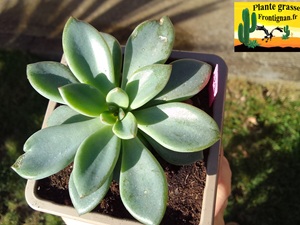 Graptopetalum pachypphyllum x Echeveria rodolfi