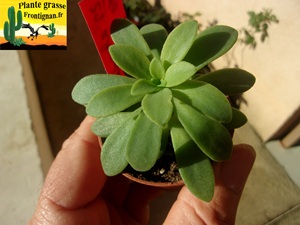 Sedum alexanderi x palmeri