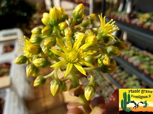 Aeonium Cap Verde