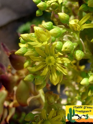 Aeonium fleur