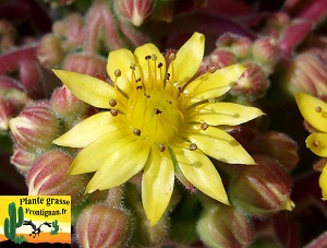Aeonium fleur jaune