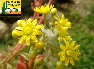 Aeonium spathulatum