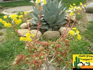 Aeonium spathulatum