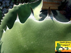 Agave salmiana var. ferox