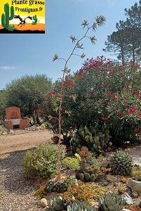 Agave guadalajarana