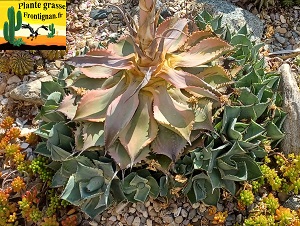 Agave guadalajarana