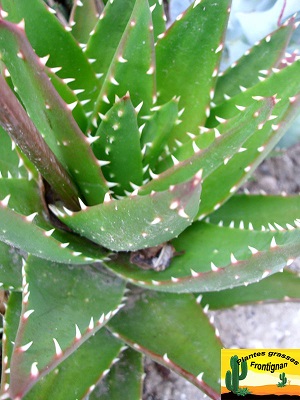 Aloe Nobilis
