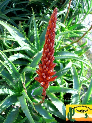 Aloe arborescens hybride