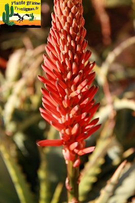 Fleur Aloe arborescens