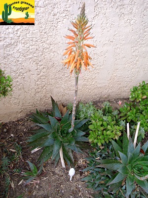 Aloe brevifolia var postgenita
