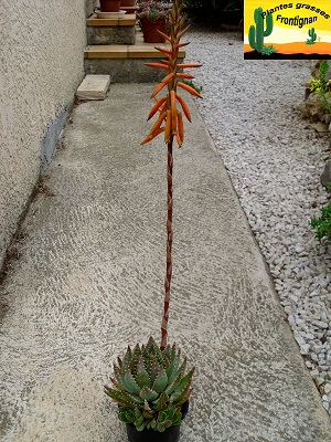 Aloe brevifolia var brevifolia