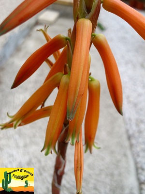 Aloe brevifolia var brevifolia