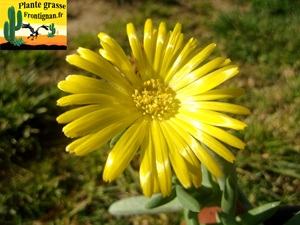 Cephalophyllum herrei