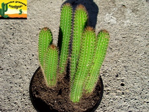 Cleistocactus samaipatanus