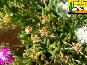 Delosperma cooperi