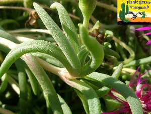 Delosperma cooperi feuille