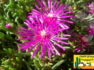 Delosperma cooperi fleur violette