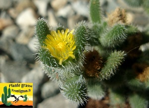 Delosperma echinatum