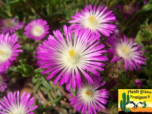 fleur violette et blanche Delosperma floribundum