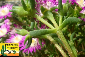 tige et feuille Delosperma floribundum