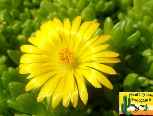 Delosperma nubigenum