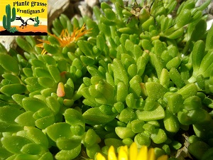Delosperma nubigenum