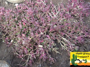 Delosperma nubigenum