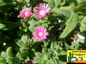 Delosperma rogersii