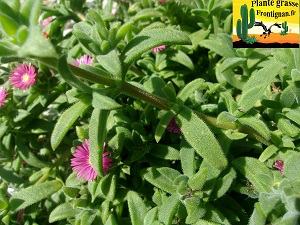 Delosperma rogersii