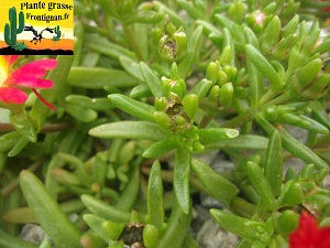 Delosperma sp feuille