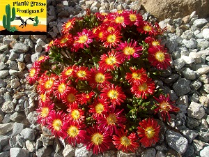 Delosperma dp