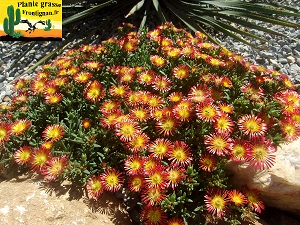 Delosperma sp