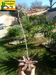 Echeveria Ages Sombres