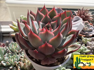 Echeveria Anita