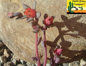 Echeveria Au Temps des Fleurs